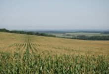 xpert horizon identification code