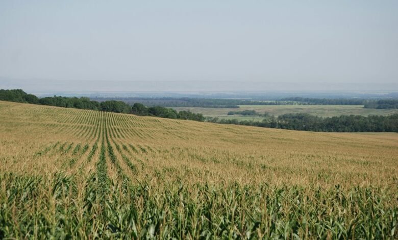 xpert horizon identification code